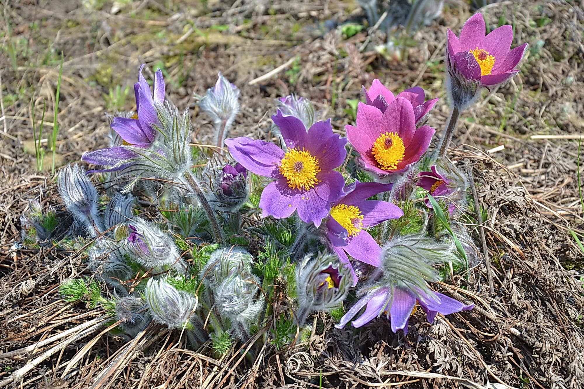 Сон (Pulsatilla) у квітні.