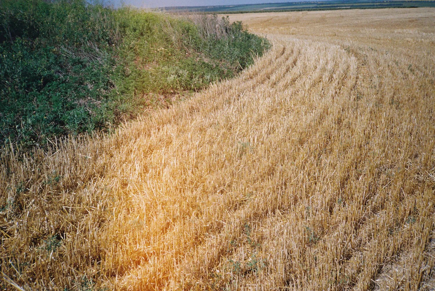 Фото: Ірина Замуруєва, з серії «A Field from Afar»