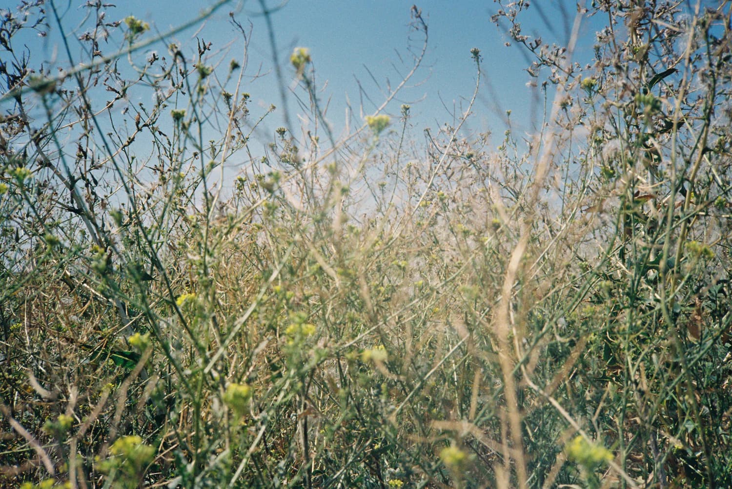 Фото: Ірина Замуруєва, з серії «A Field from Afar»