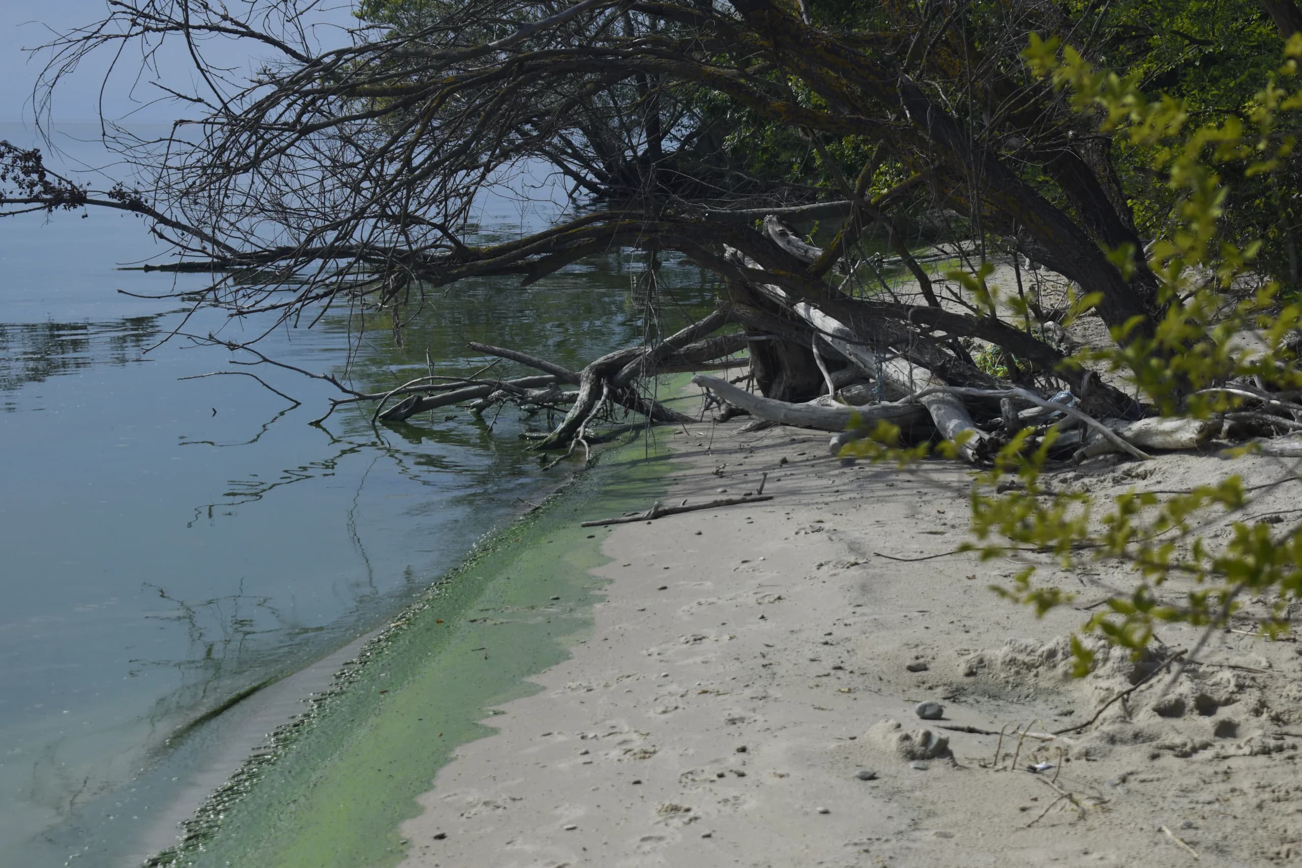 Кременчуцьке водосховище, серпень 2024.