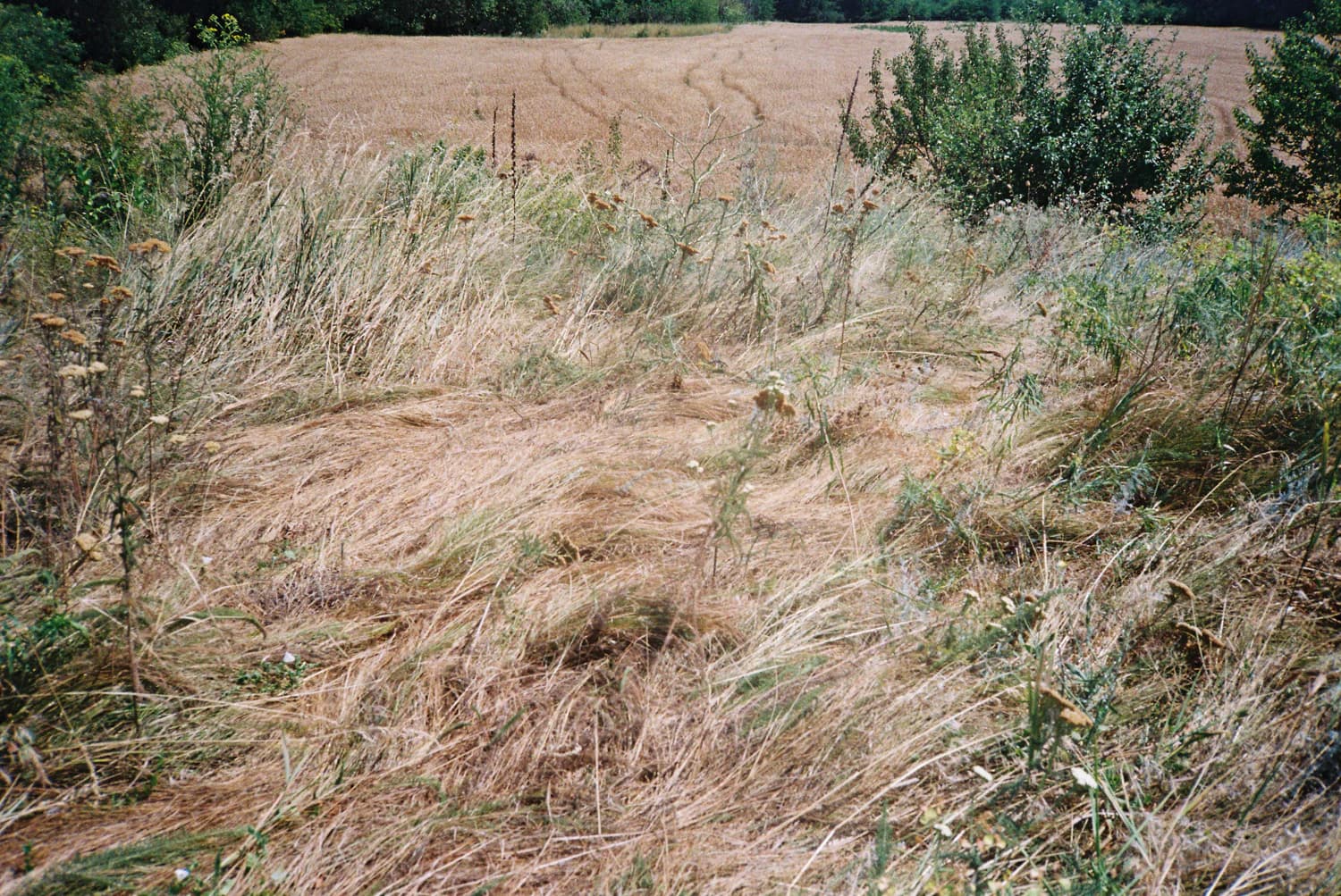 Фото: Ірина Замуруєва, з серії «A Field from Afar»