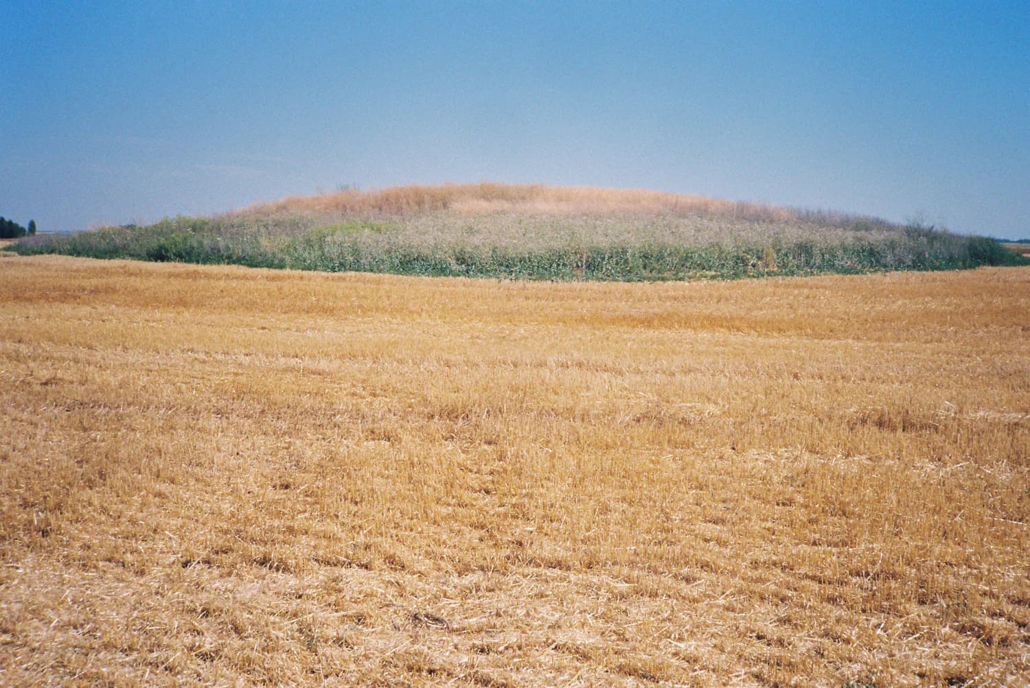 Фото: Ірина Замуруєва, з серії «A Field from Afar»