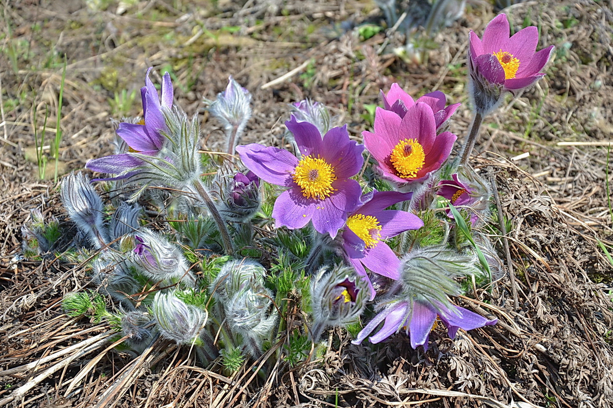 Сон (Pulsatilla) у квітні. Фото: Володимир Тертишник, Wikimedia